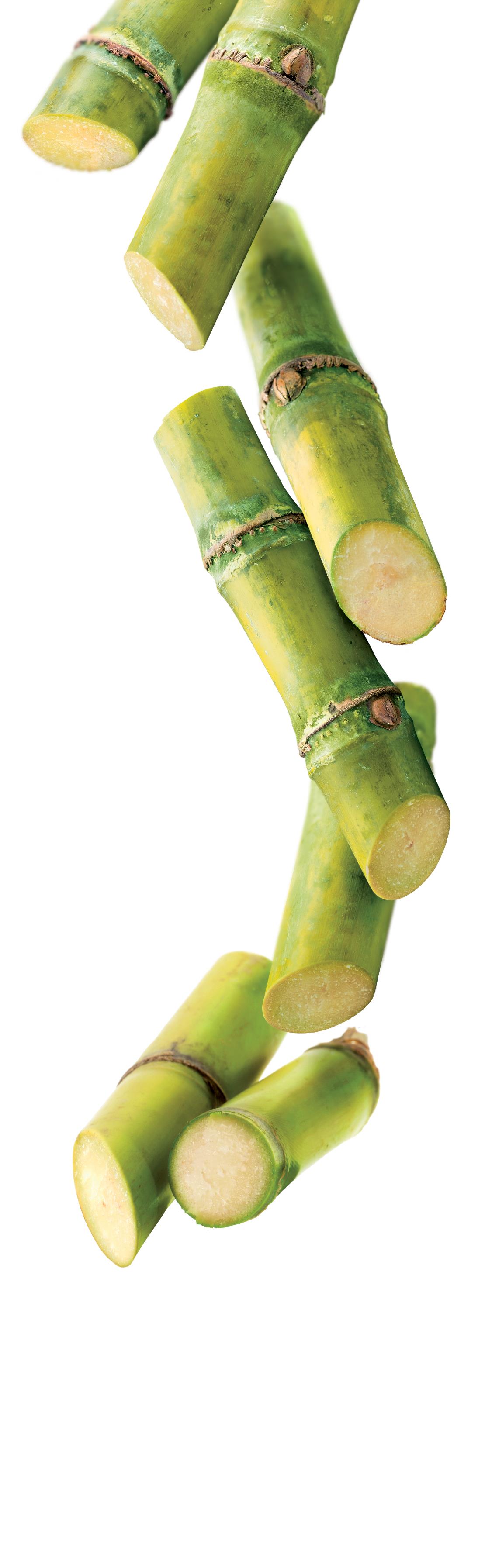 1883 Syrup - Cane Sugar (Sucre de Canne) (1x1L) photo 2