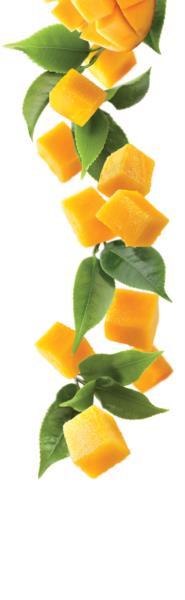 1883 Syrup - Iced tea - Mango (1x1L) photo 2