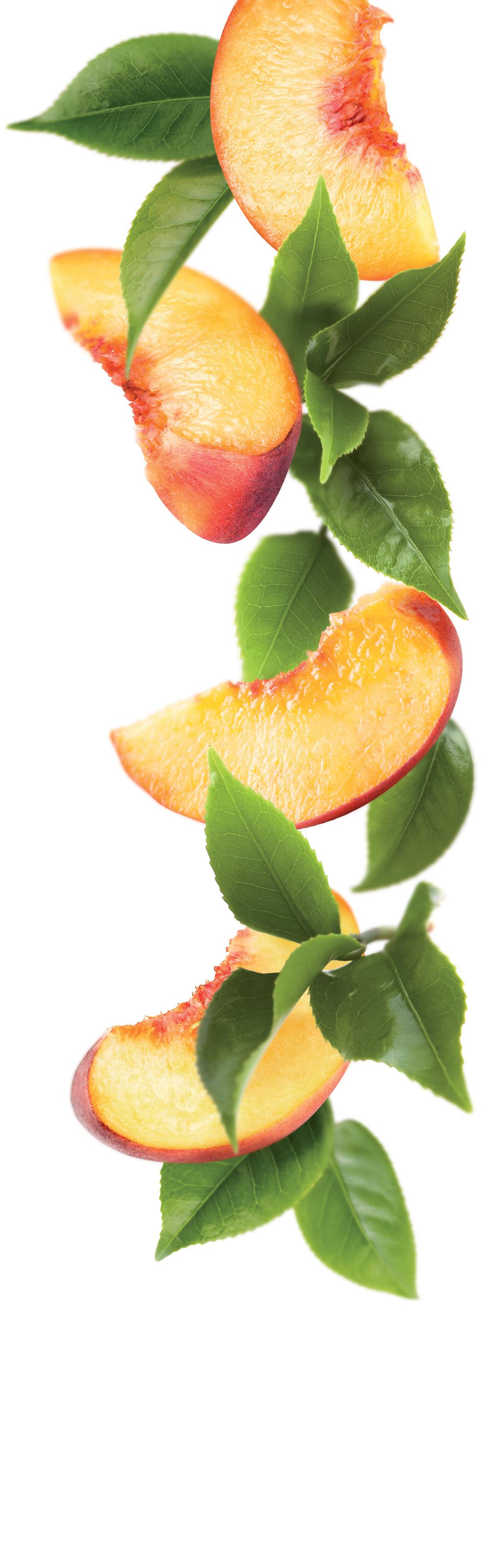 1883 Syrup - Iced tea - Peach (1x1L) photo 2