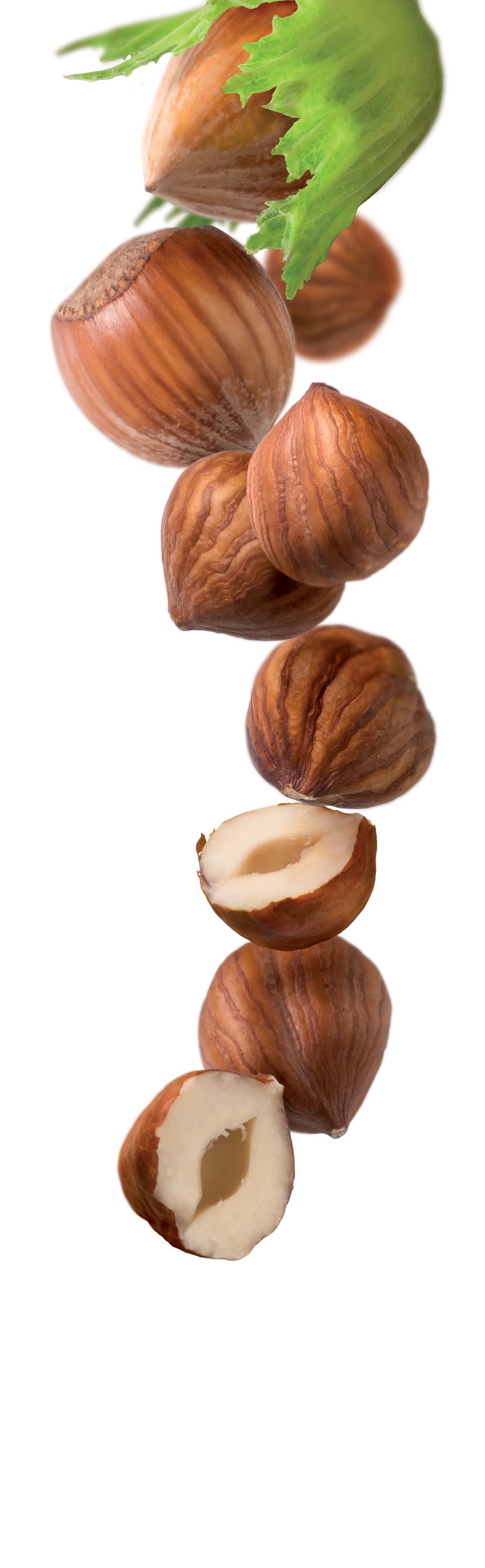 1883 Syrup - Hazelnut (1x1L) photo 2