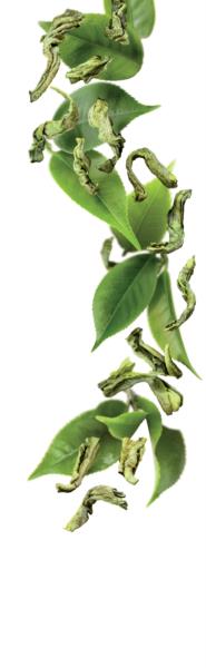1883 Syrup - Green Tea (G) - 1L photo 2