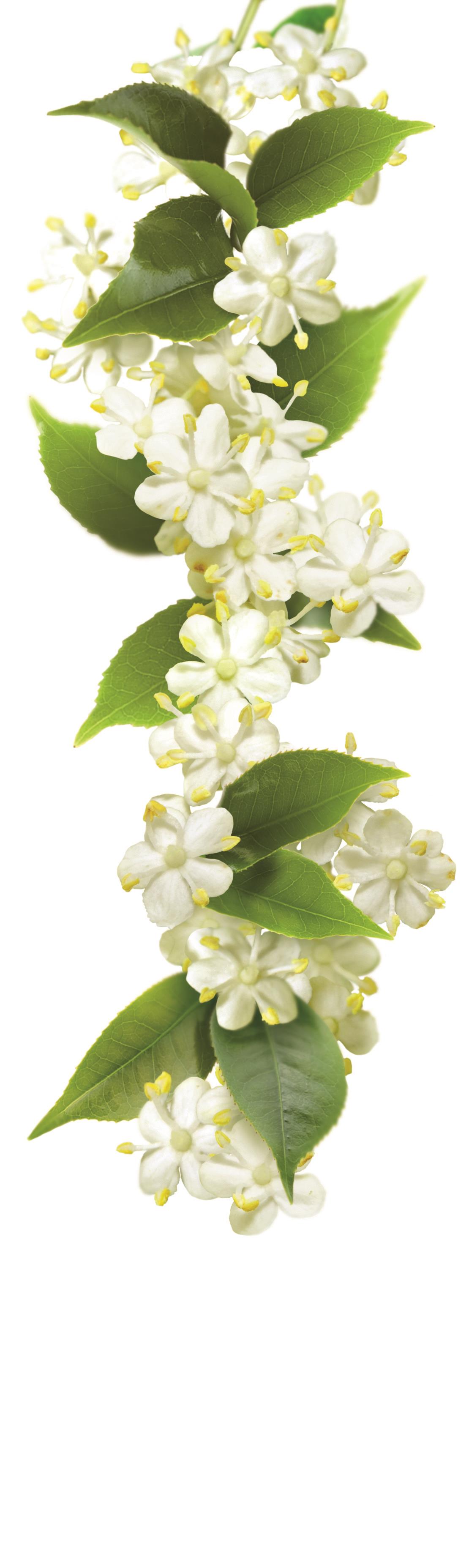 1883 - Elderflower Iced Tea Syrup photo 2