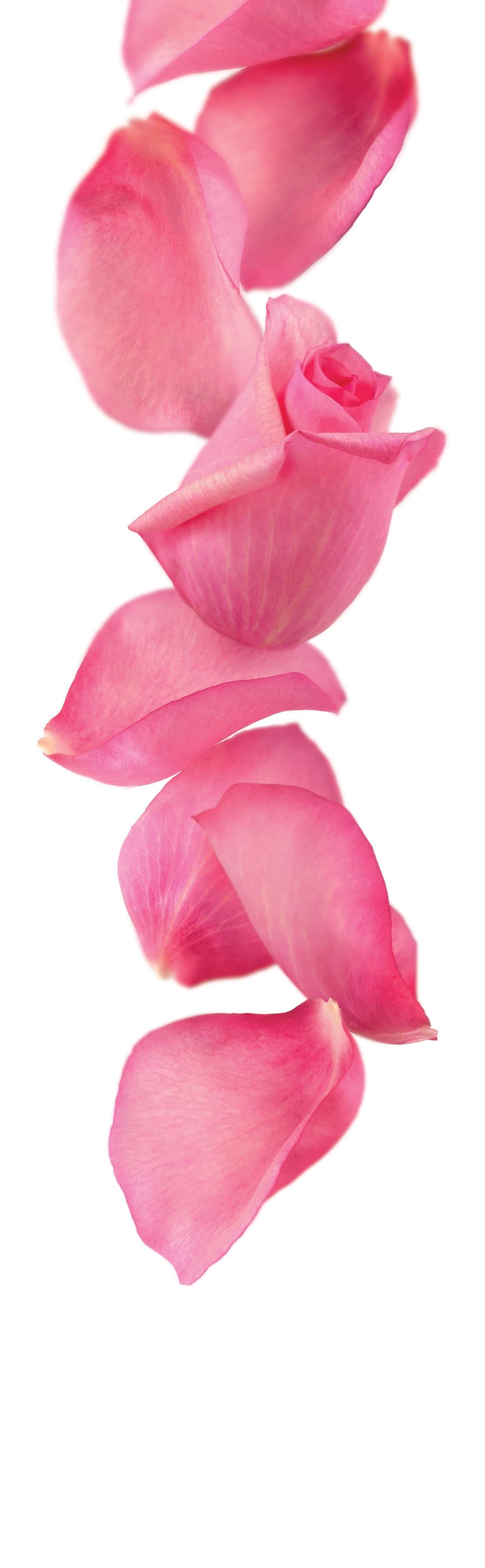 1883 - Rose Syrup photo 2