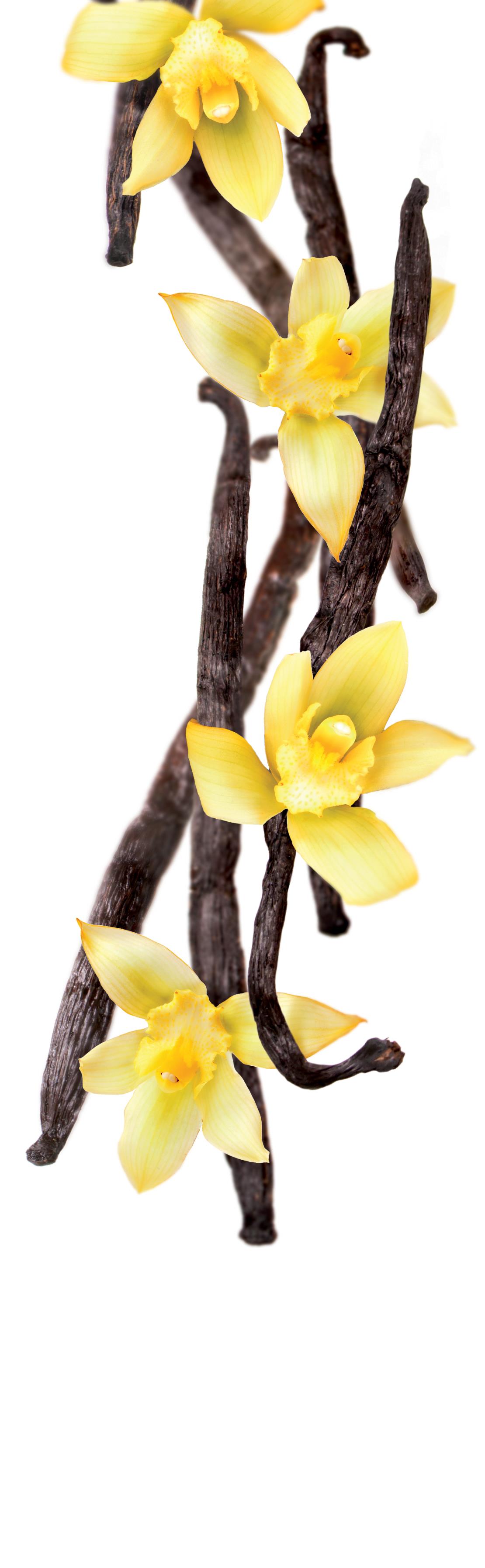 1883 Syrup - Vanilla photo 2