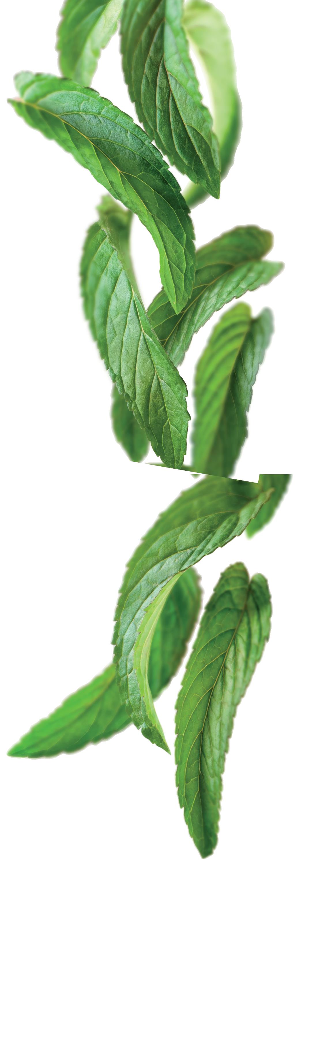 1883 Syrup - Peppermint (1x1L) photo 2