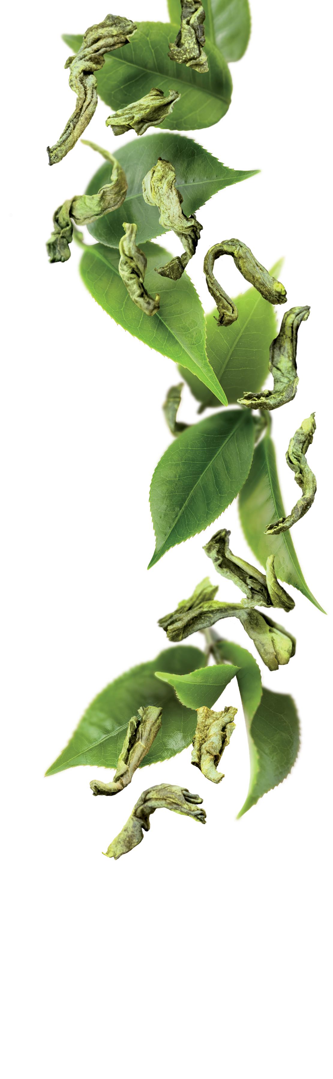 1883 - Green Tea Syrup photo 2