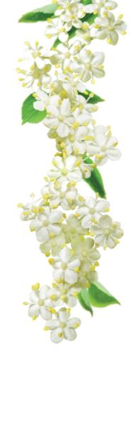 1883 Syrup - ElderFlower (G) 1L photo 2
