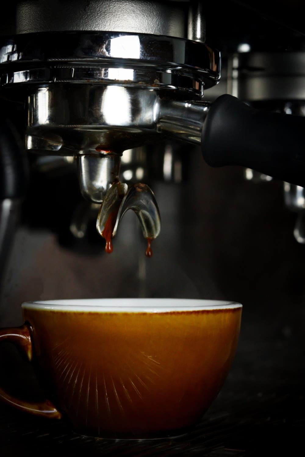 Quarter Horse - Brazil Santa Rosa Beans photo 4