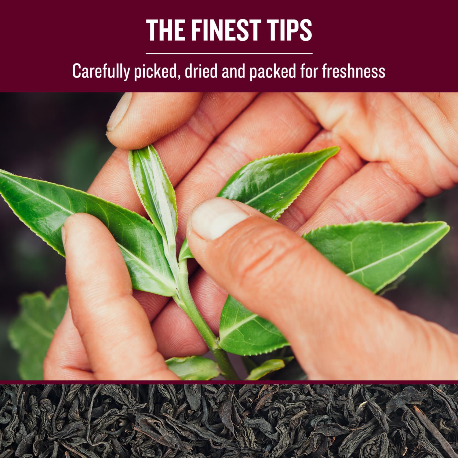 Tea Masters Loose Leaf Tea - Breakfast Tea - Premium (1x1kg) photo 2