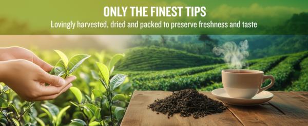 The Tea Masters Loose Leaf Tea - Green Tea - Chun Mee (1x250g) photo 8