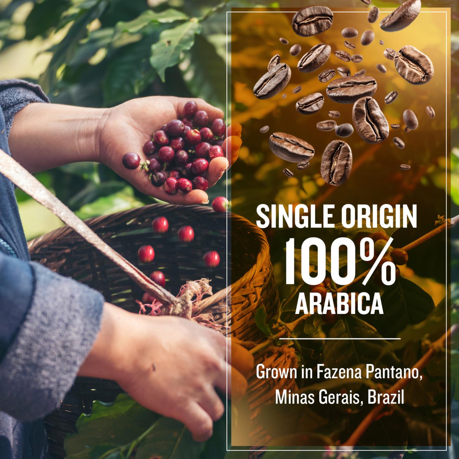 Coffee Masters - Brazil Yellow Bourbon Cold Brew Ground Coffee photo 4