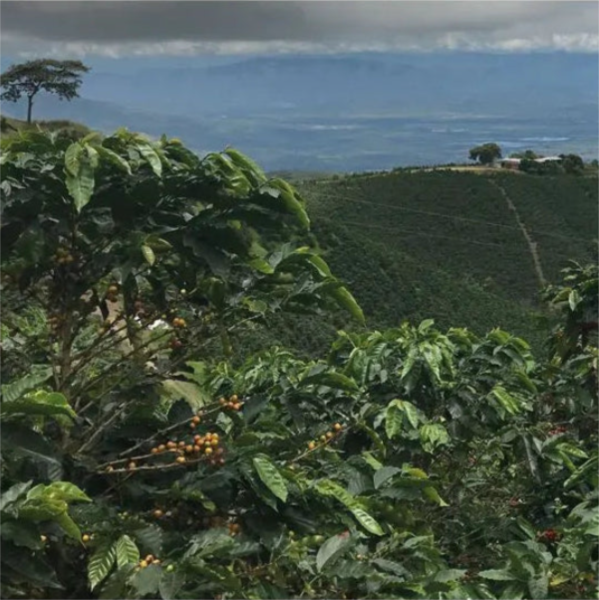 Quarter Horse - Colombia Dulima Beans photo 6