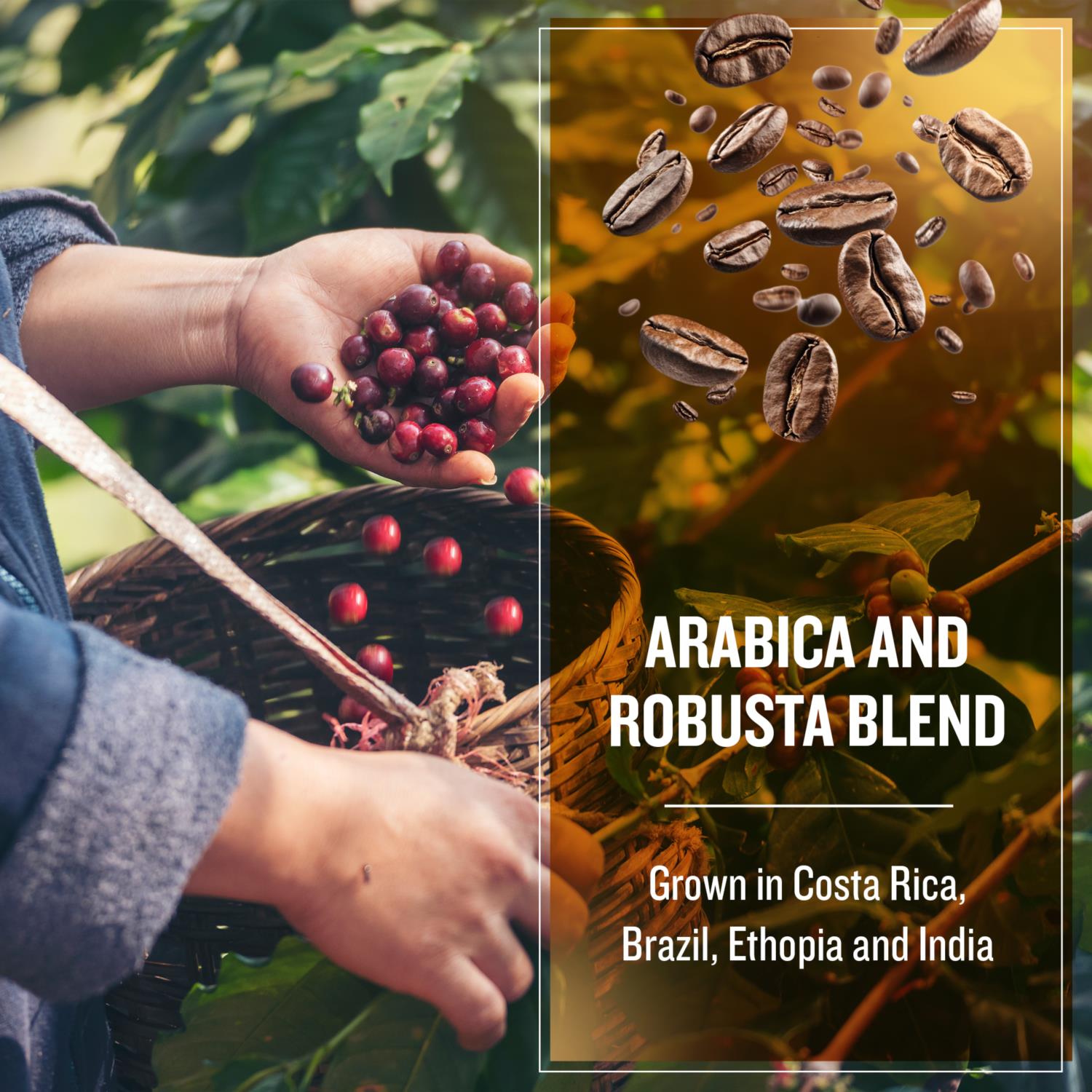 Coffee Masters - Full Bodied Blend Fairtrade Beans photo 6
