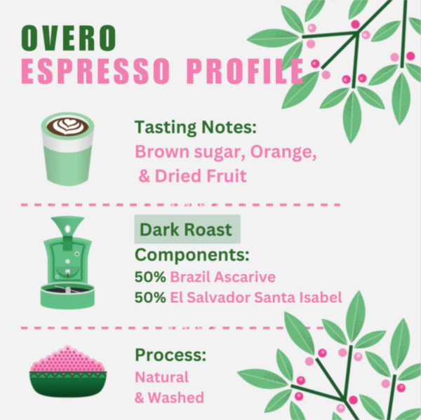 Quarter Horse - Overo Espresso Beans photo 2