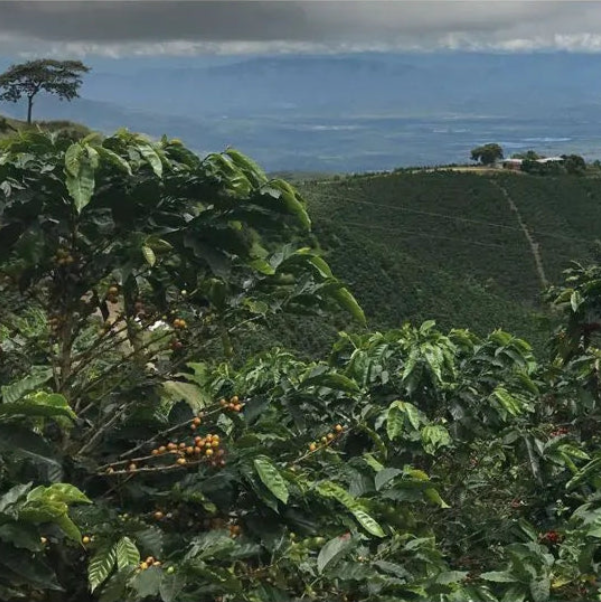 Quarter Horse - Colombia Dulima Beans photo 6
