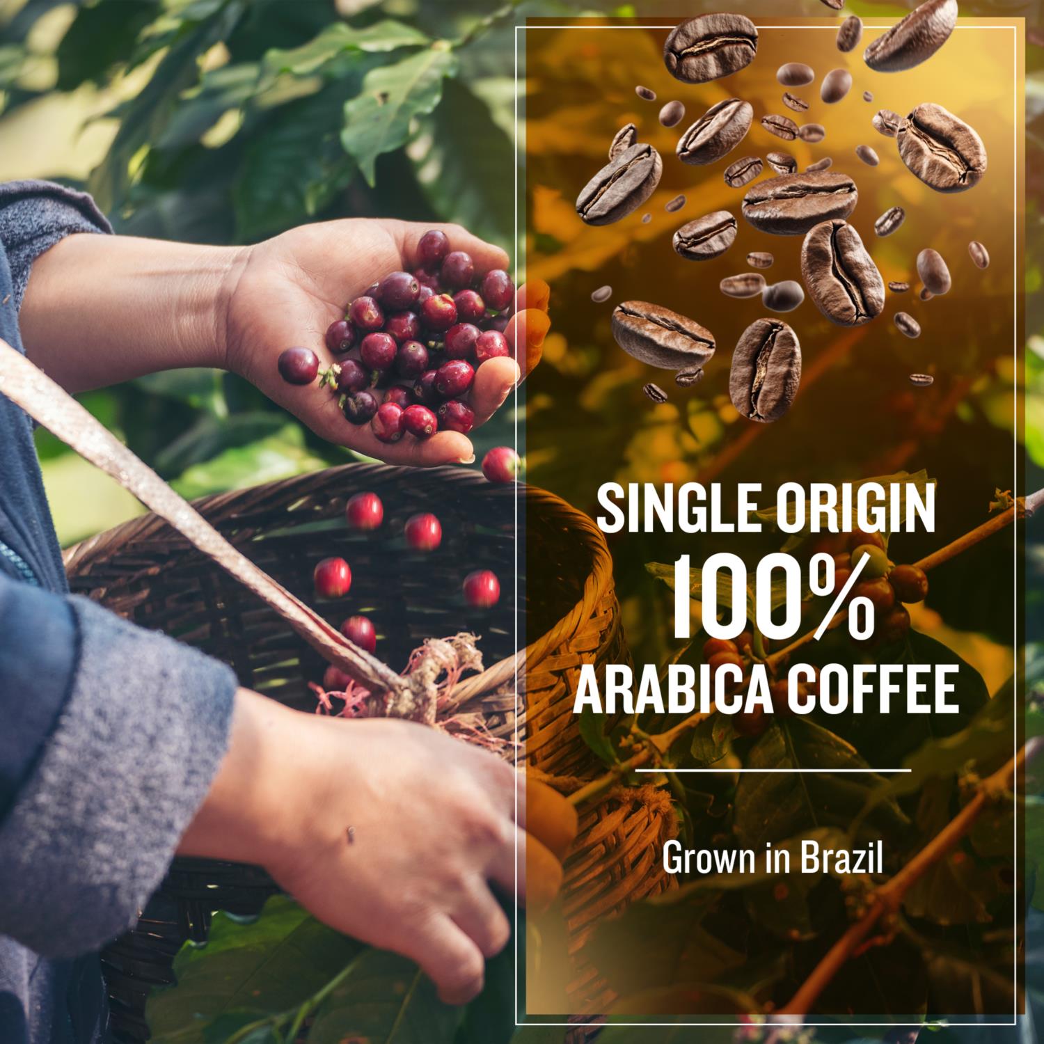 Coffee Masters - Brazil (Carbon Conscious) Beans photo 5